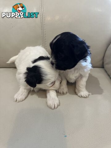 Maltese Shihtzu Female puppies