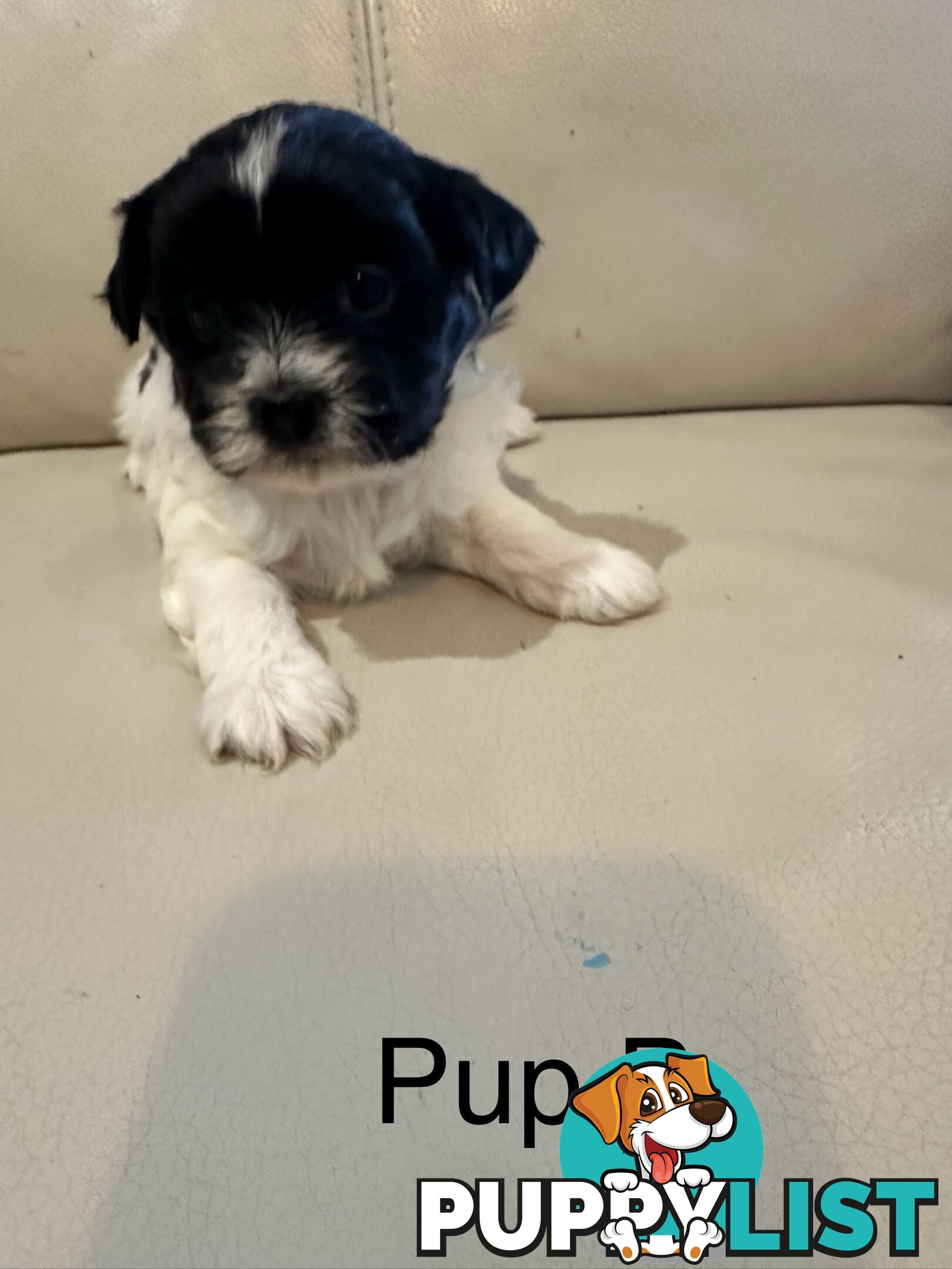 Maltese Shihtzu Female puppies
