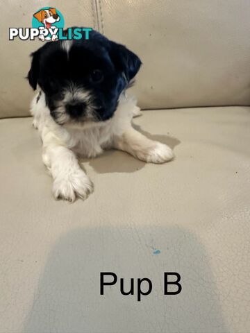 Maltese Shihtzu Female puppies