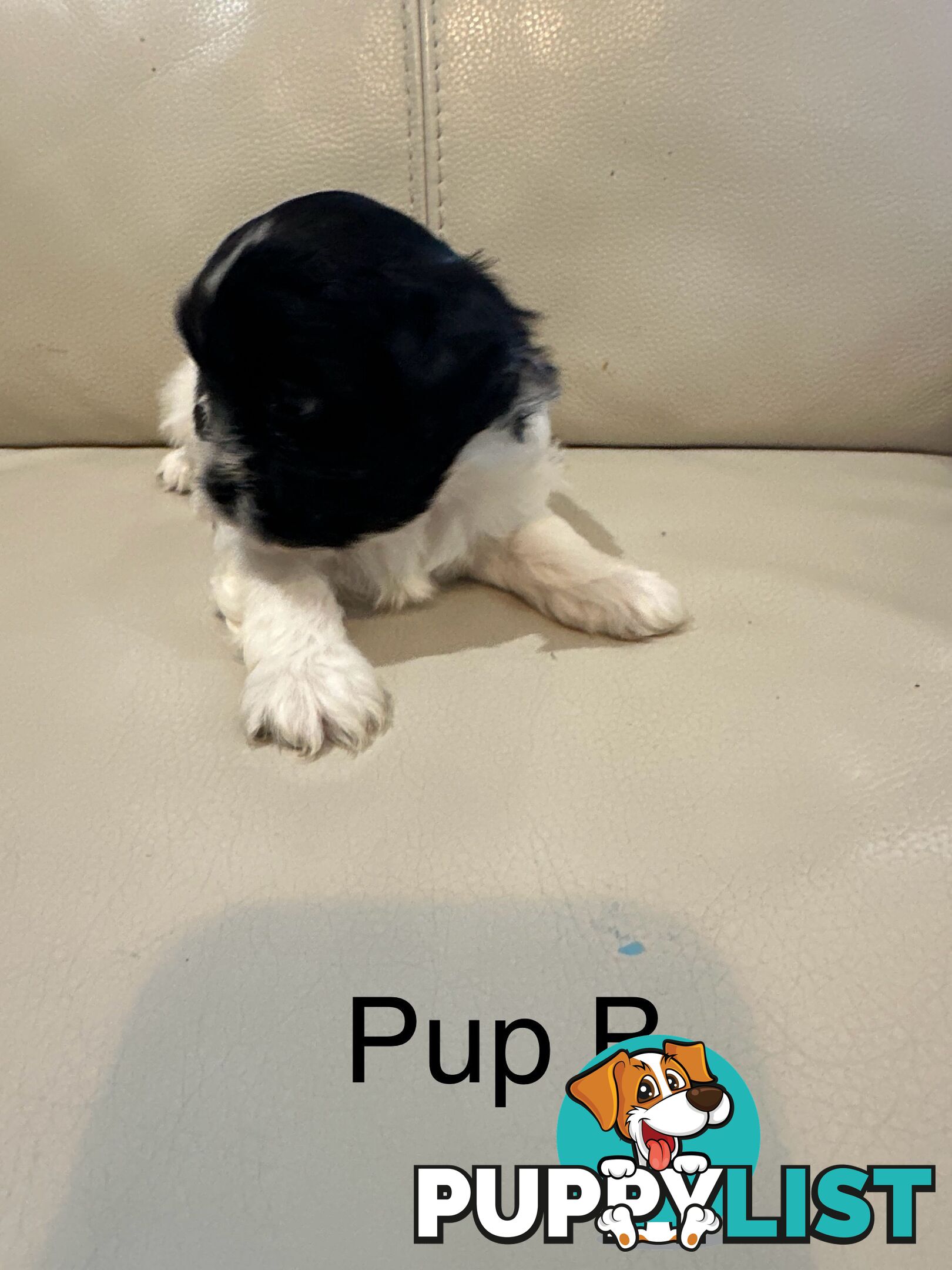 Maltese Shihtzu Female puppies