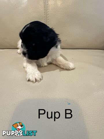 Maltese Shihtzu Female puppies