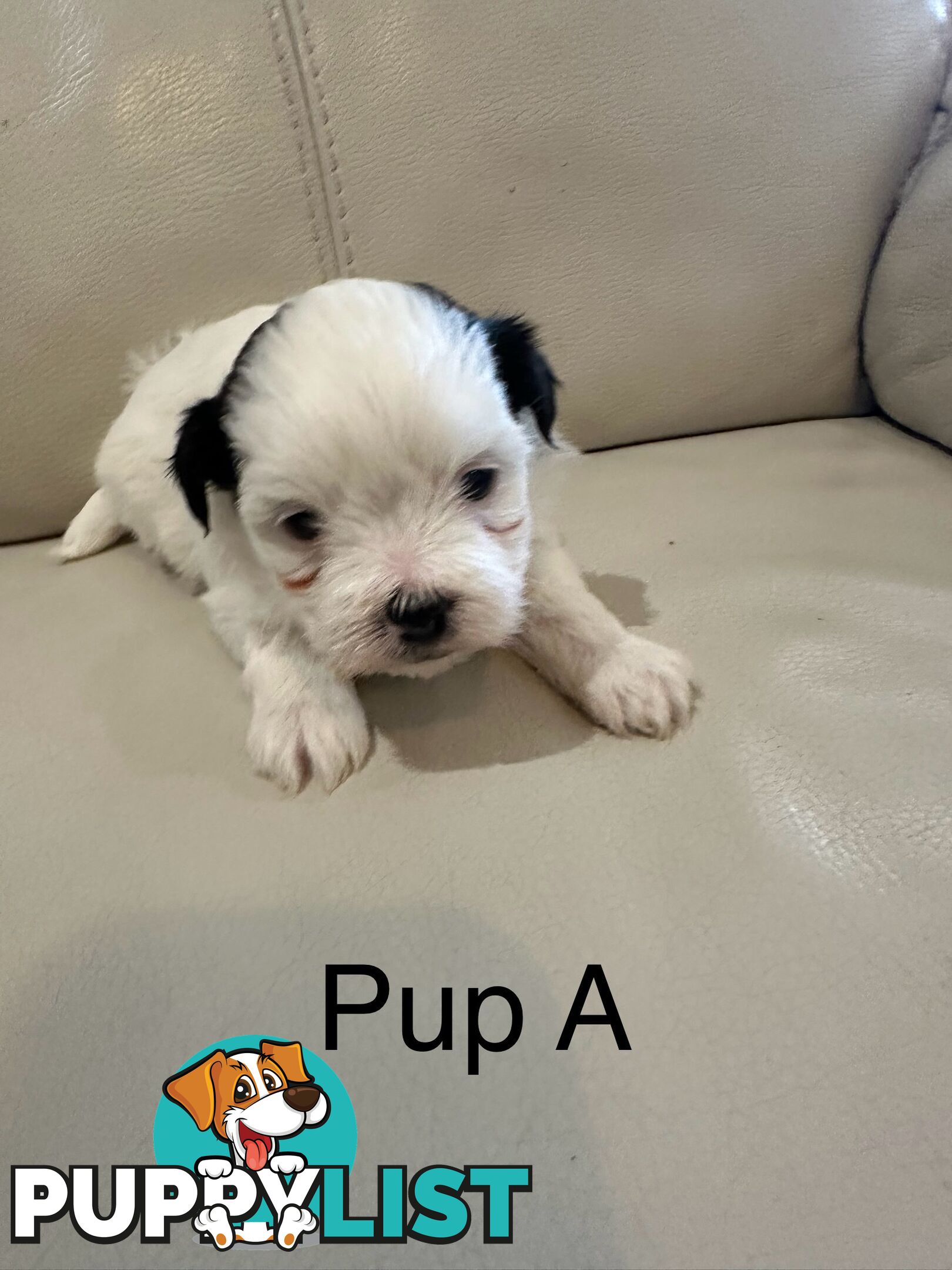 Maltese Shihtzu Female puppies