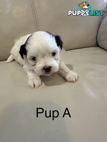 Maltese Shihtzu Female puppies