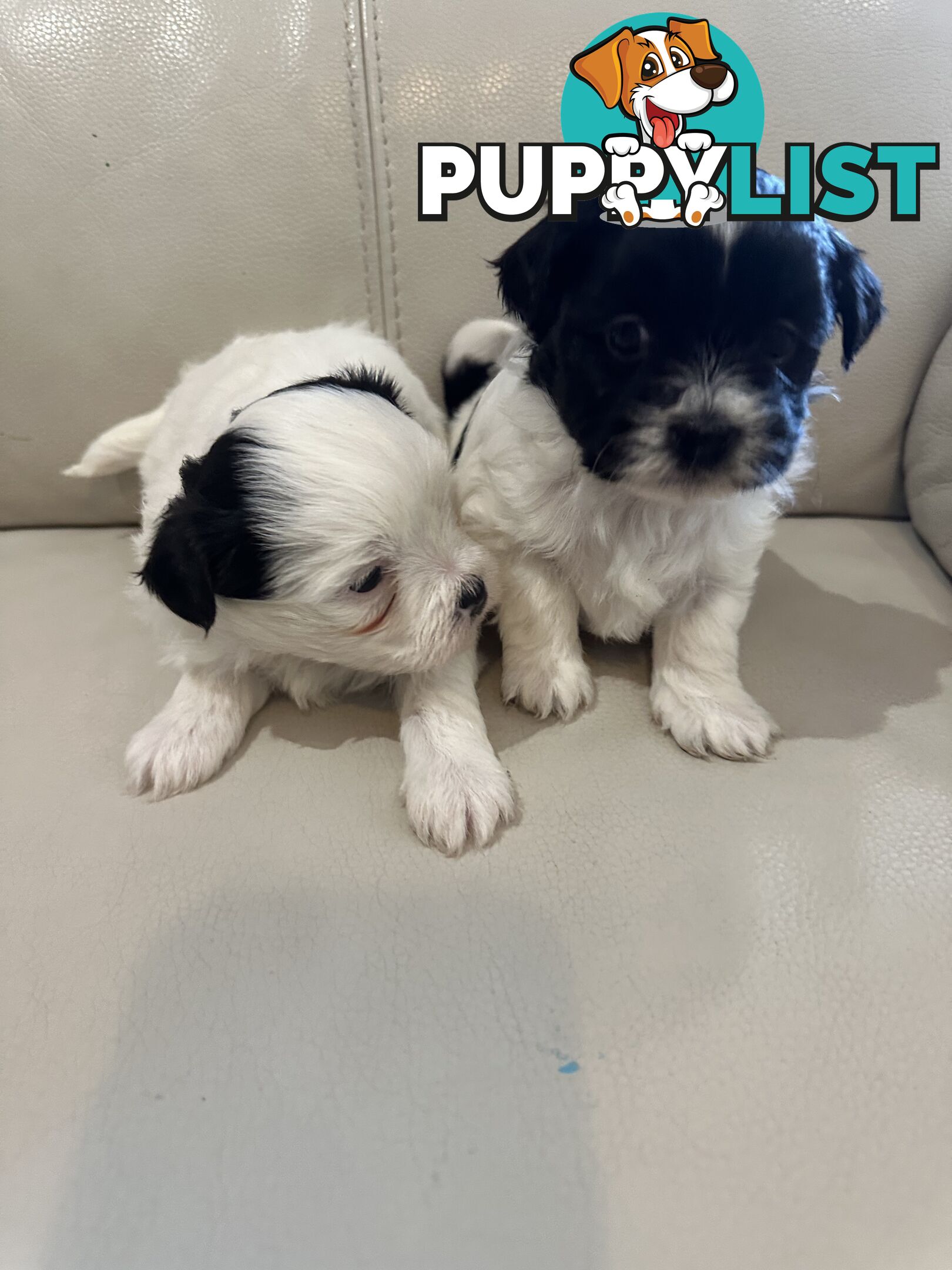 Maltese Shihtzu Female puppies