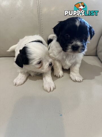 Maltese Shihtzu Female puppies
