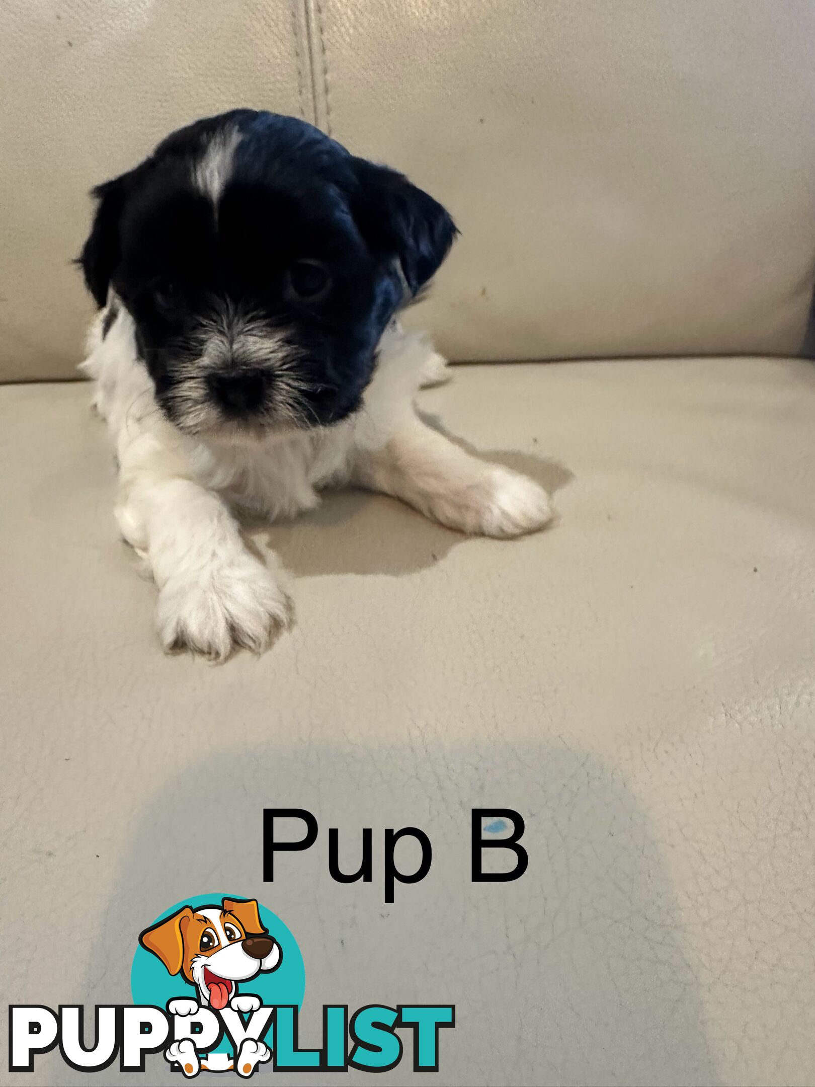 Maltese Shihtzu Female puppies