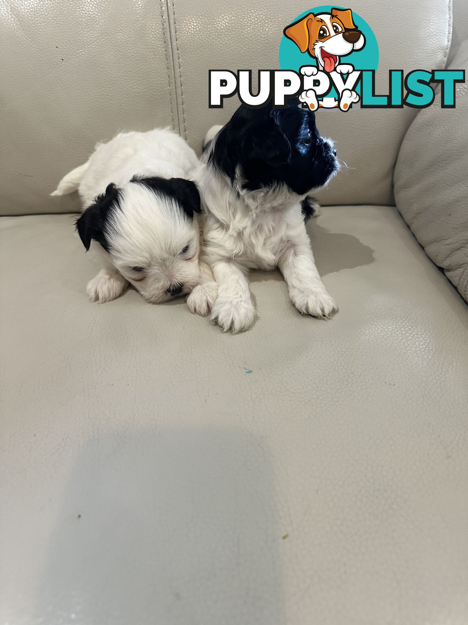 Maltese Shihtzu Female puppies