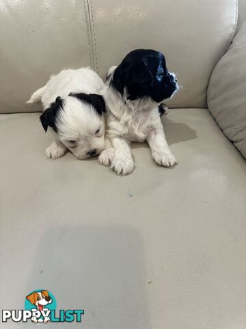 Maltese Shihtzu Female puppies