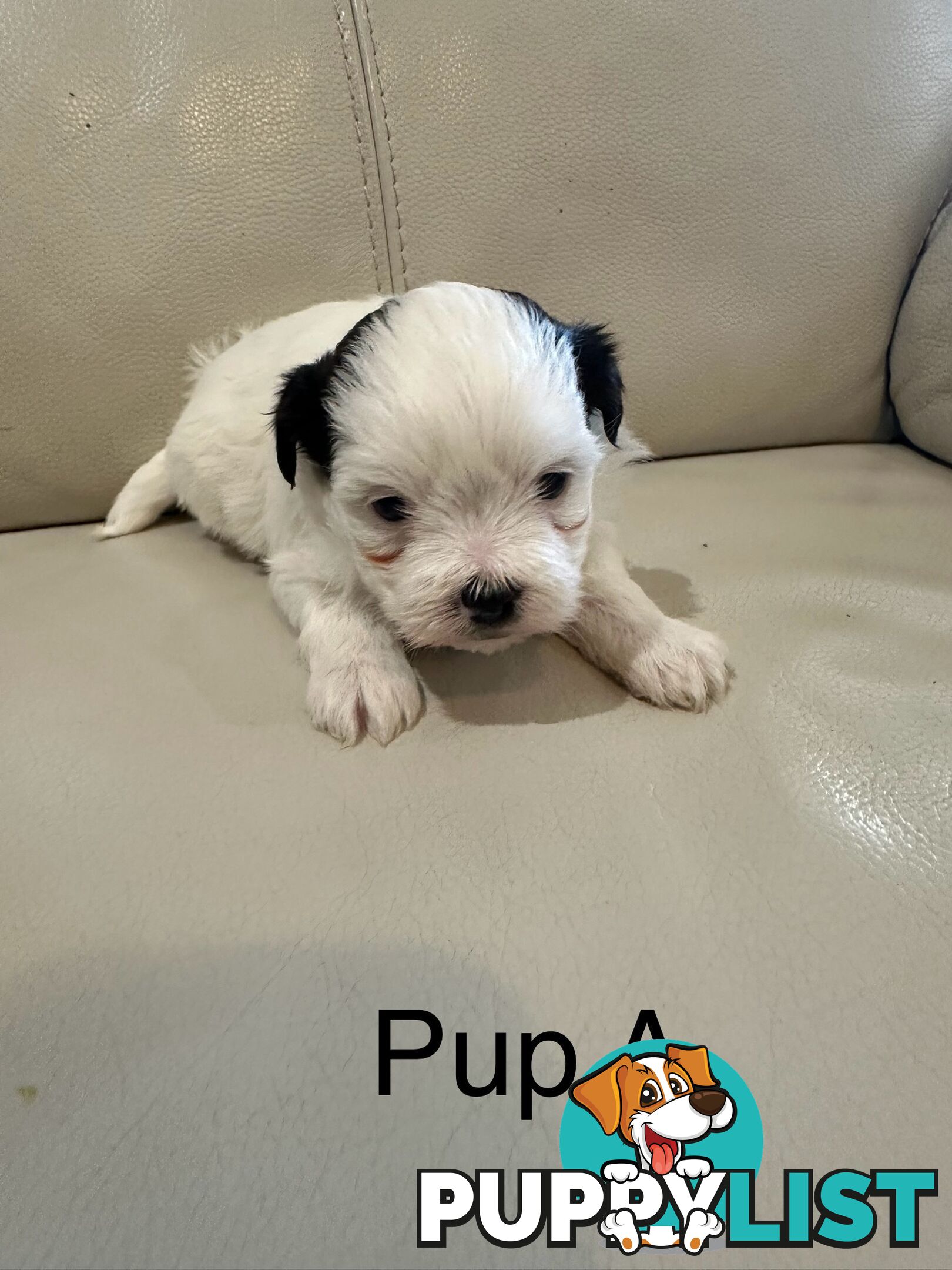 Maltese Shihtzu Female puppies