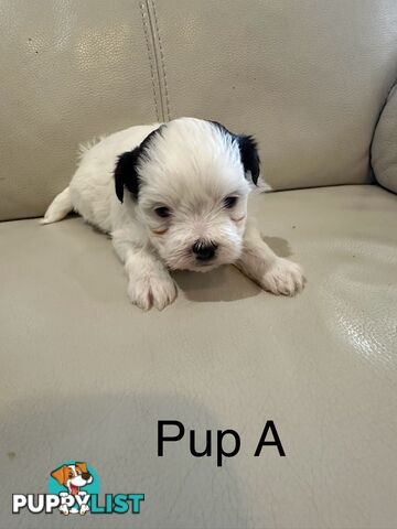 Maltese Shihtzu Female puppies