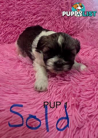 Maltese Shihtzu Puppies