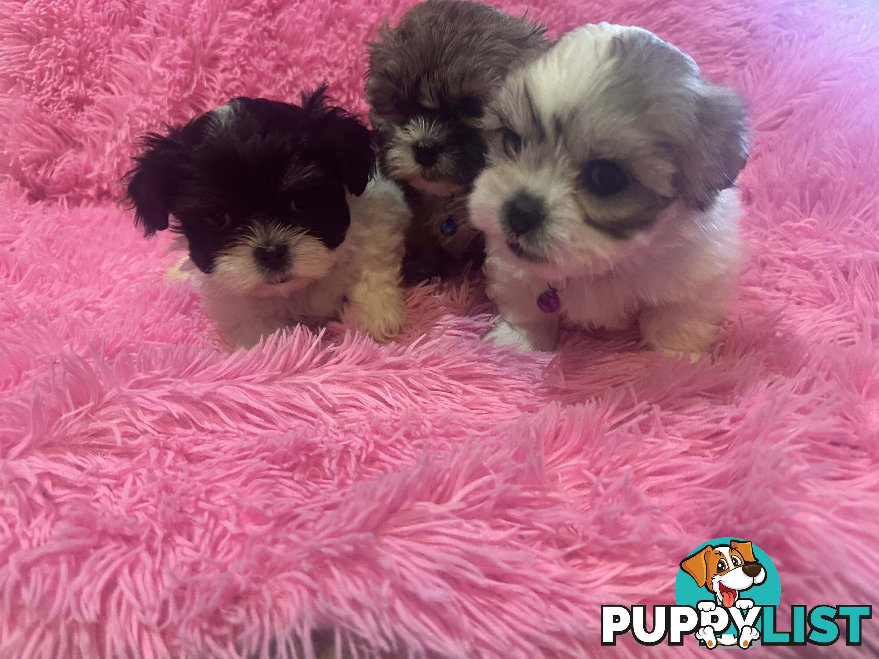 Maltese Shihtzu Puppies