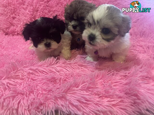 Maltese Shihtzu Puppies