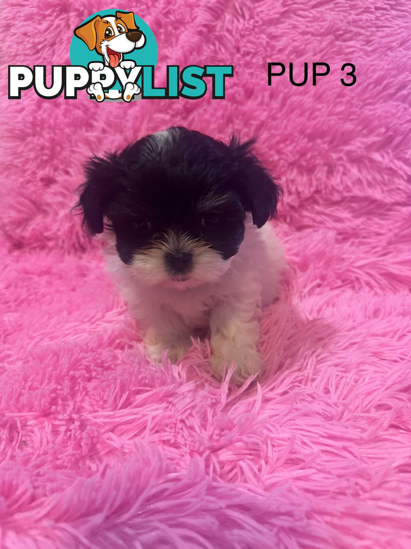 Maltese Shihtzu Puppies