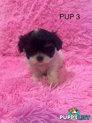 Maltese Shihtzu Puppies