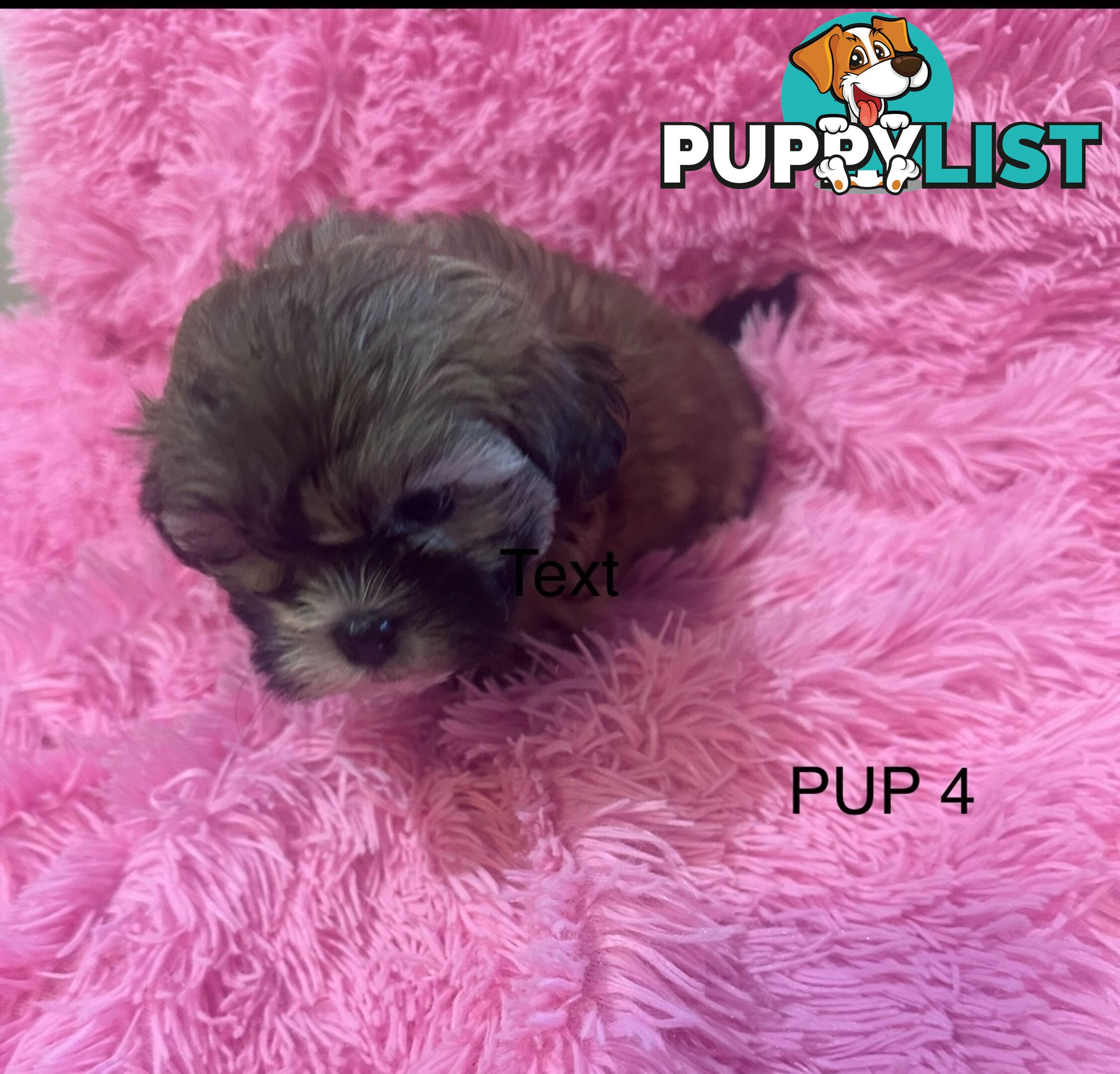 Maltese Shihtzu Puppies