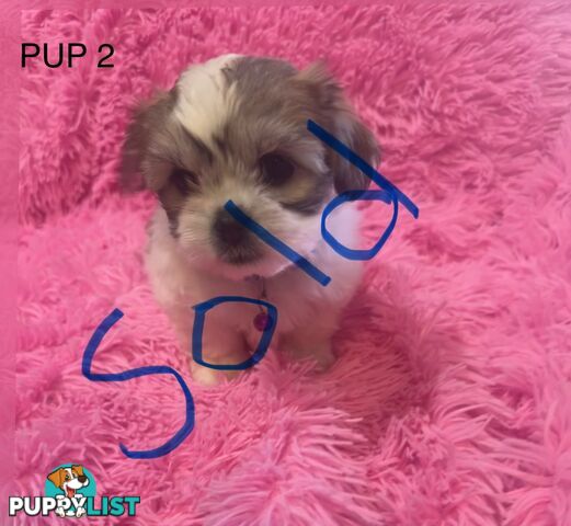 Maltese Shihtzu Puppies