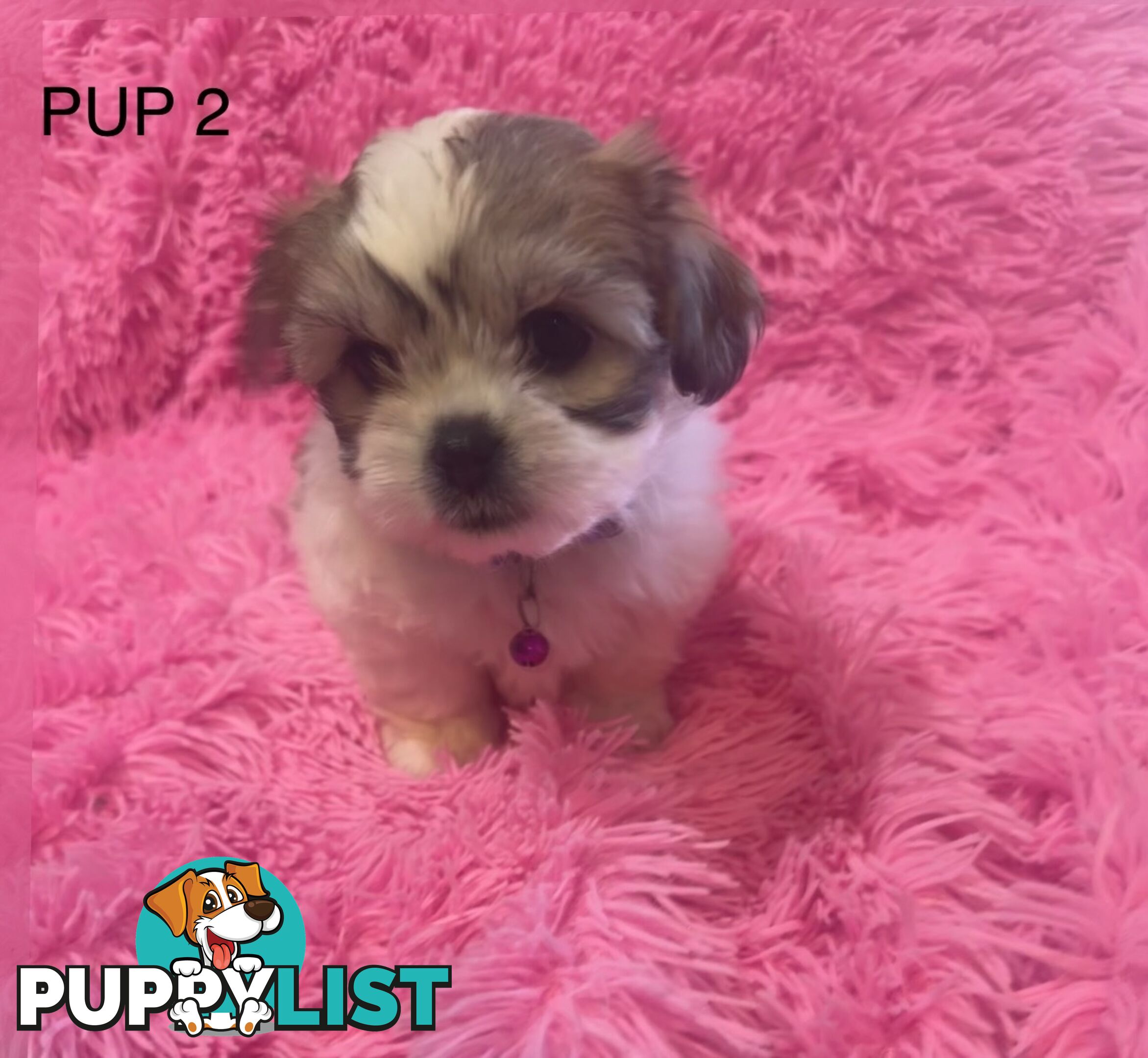Maltese Shihtzu Puppies