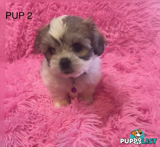 Maltese Shihtzu Puppies