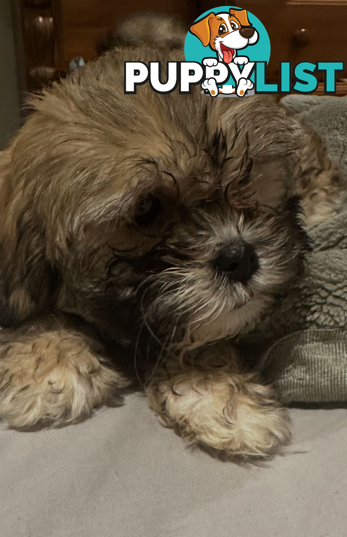 Maltese Shihtzu