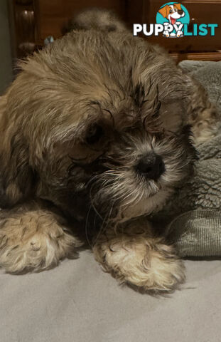 Maltese Shihtzu
