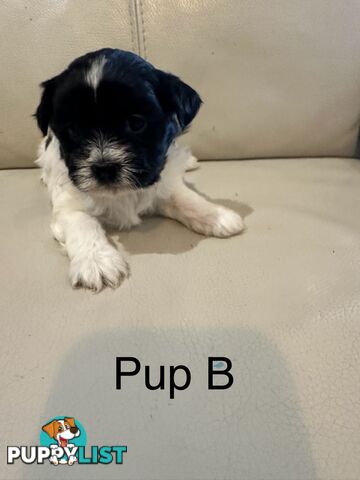 Maltese Shihtzu
