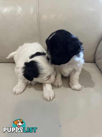 Maltese Shihtzu