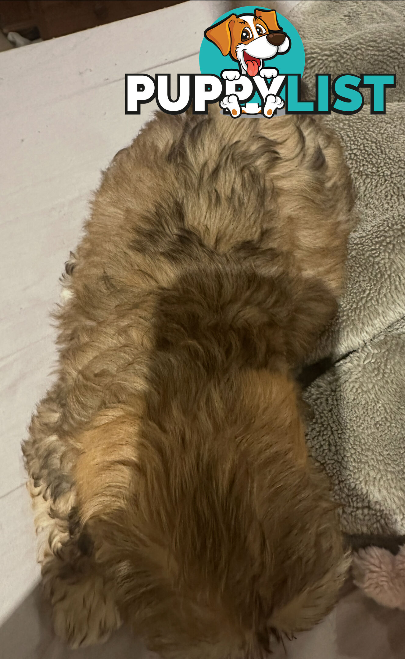 Maltese Shihtzu