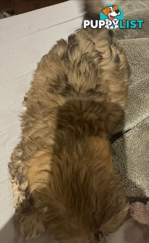 Maltese Shihtzu