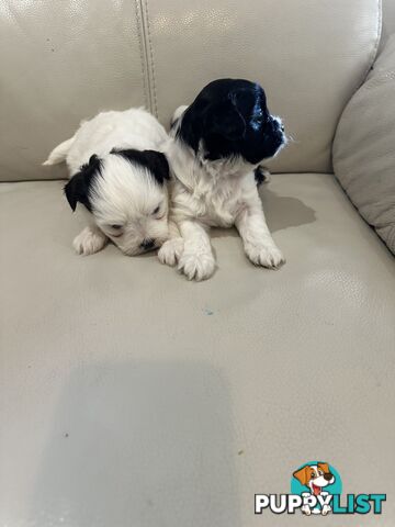 Maltese Shihtzu