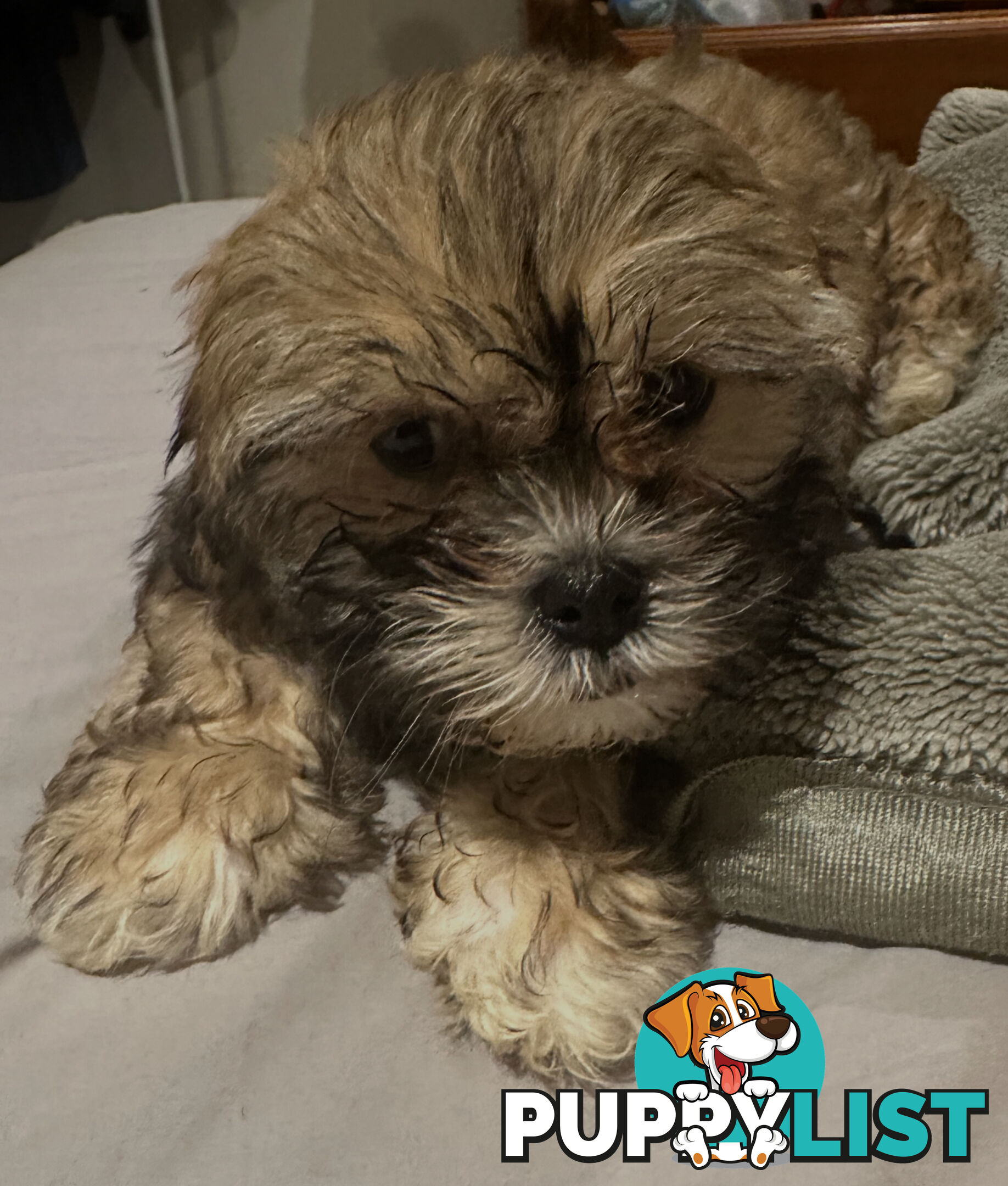 Maltese Shihtzu
