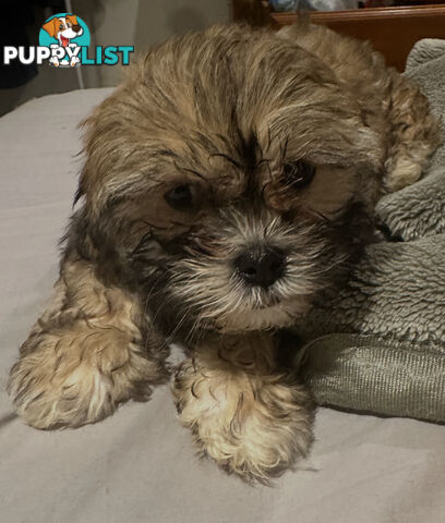 Maltese Shihtzu