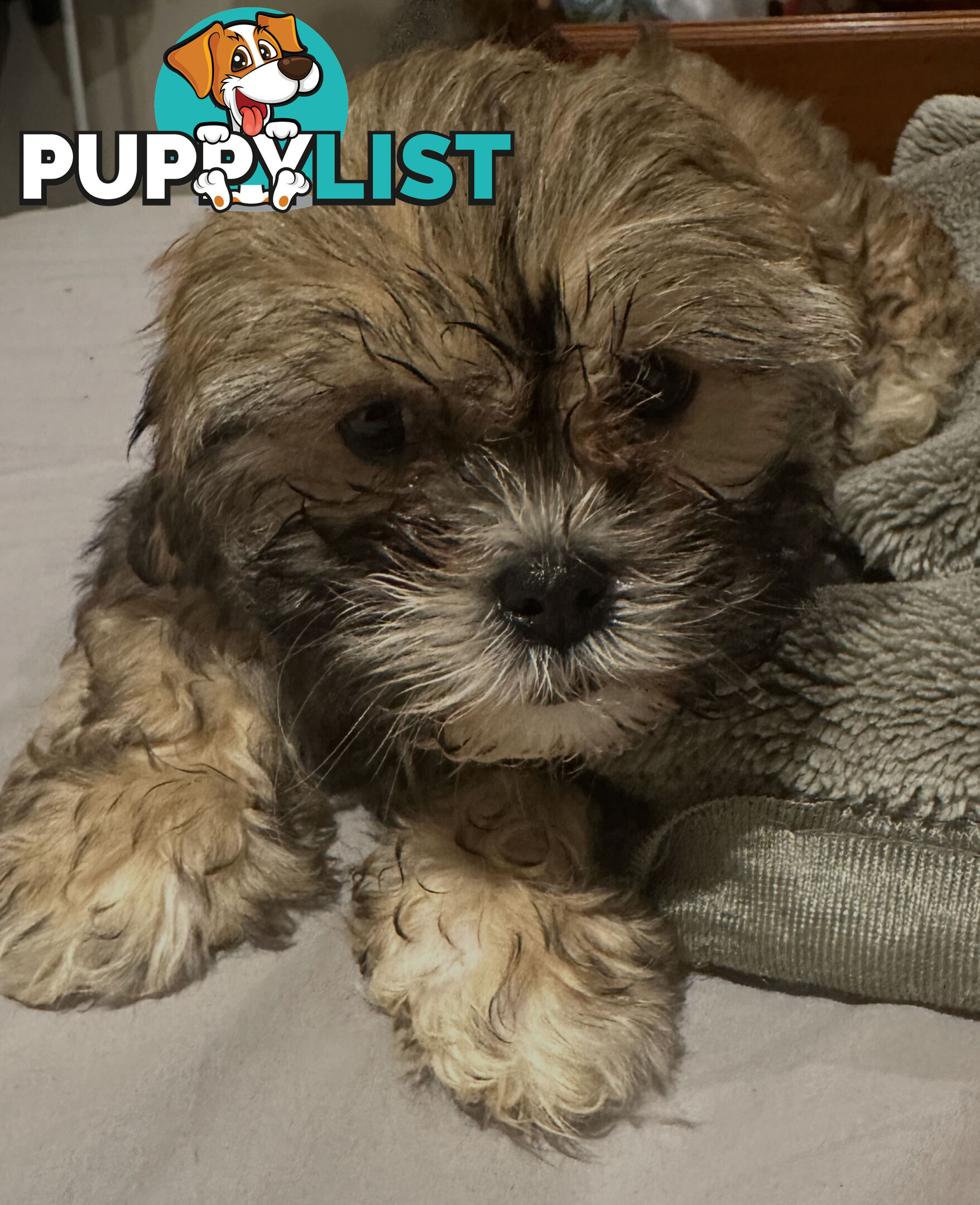 Maltese Shihtzu