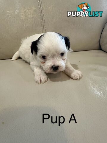 Maltese Shihtzu