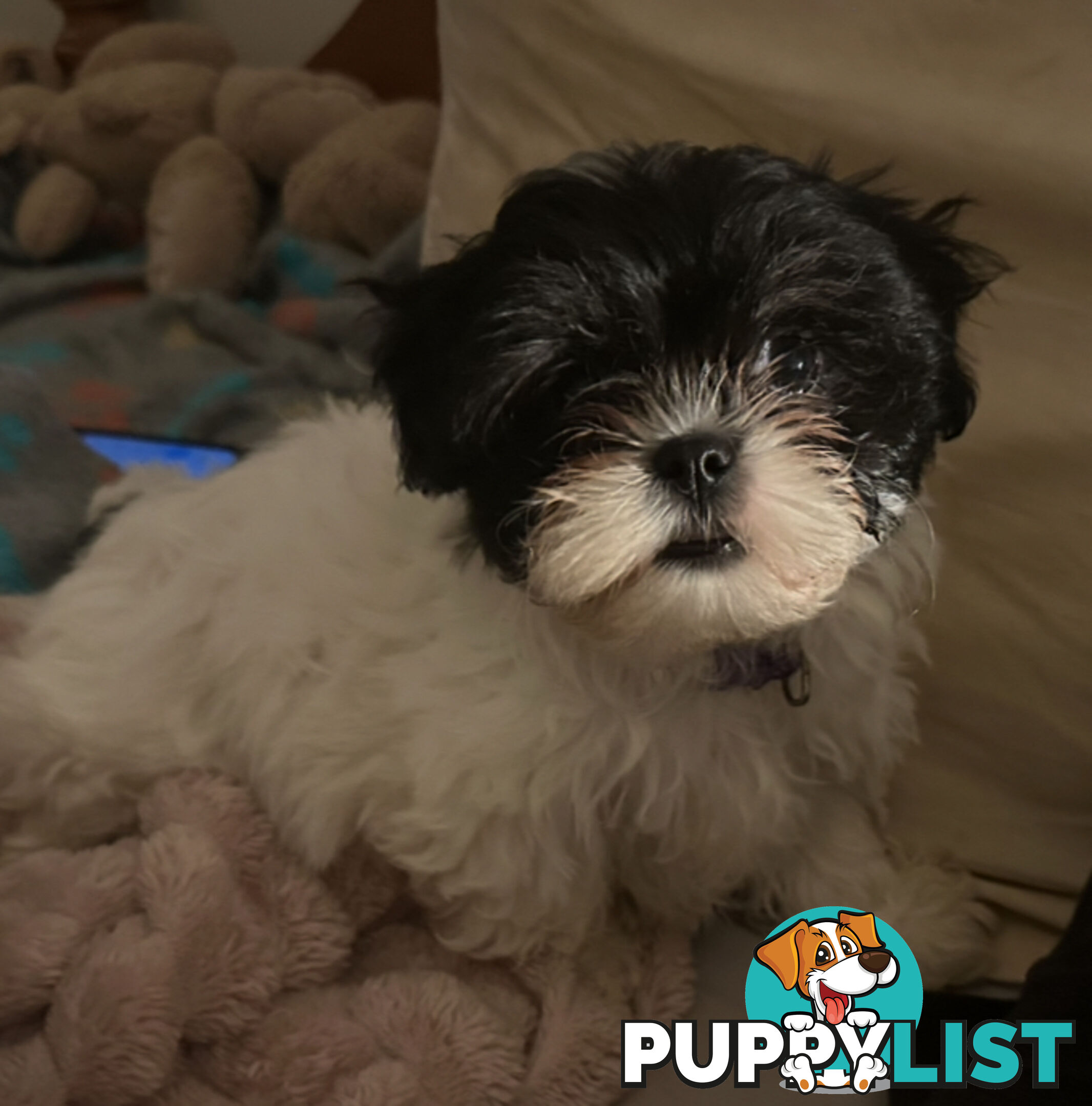 Maltese Shihtzu