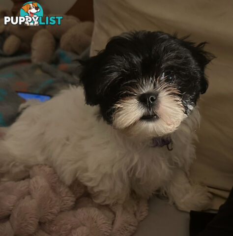Maltese Shihtzu