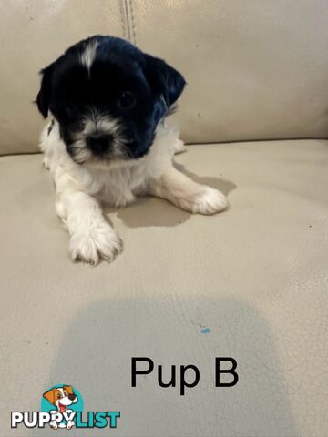 Maltese Shihtzu