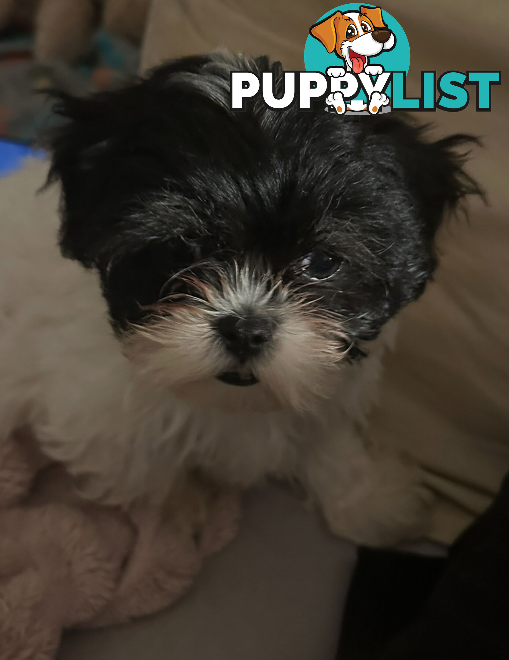 Maltese Shihtzu