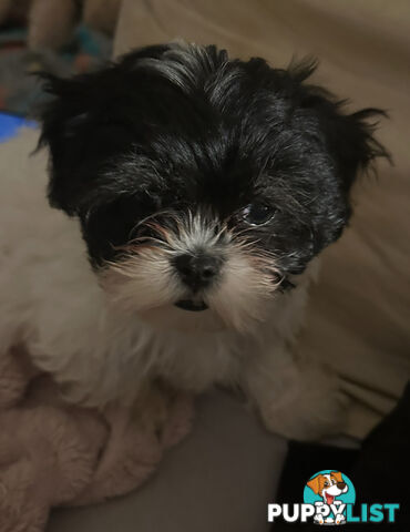 Maltese Shihtzu