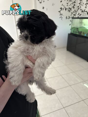 Maltese Shihtzu Puppies