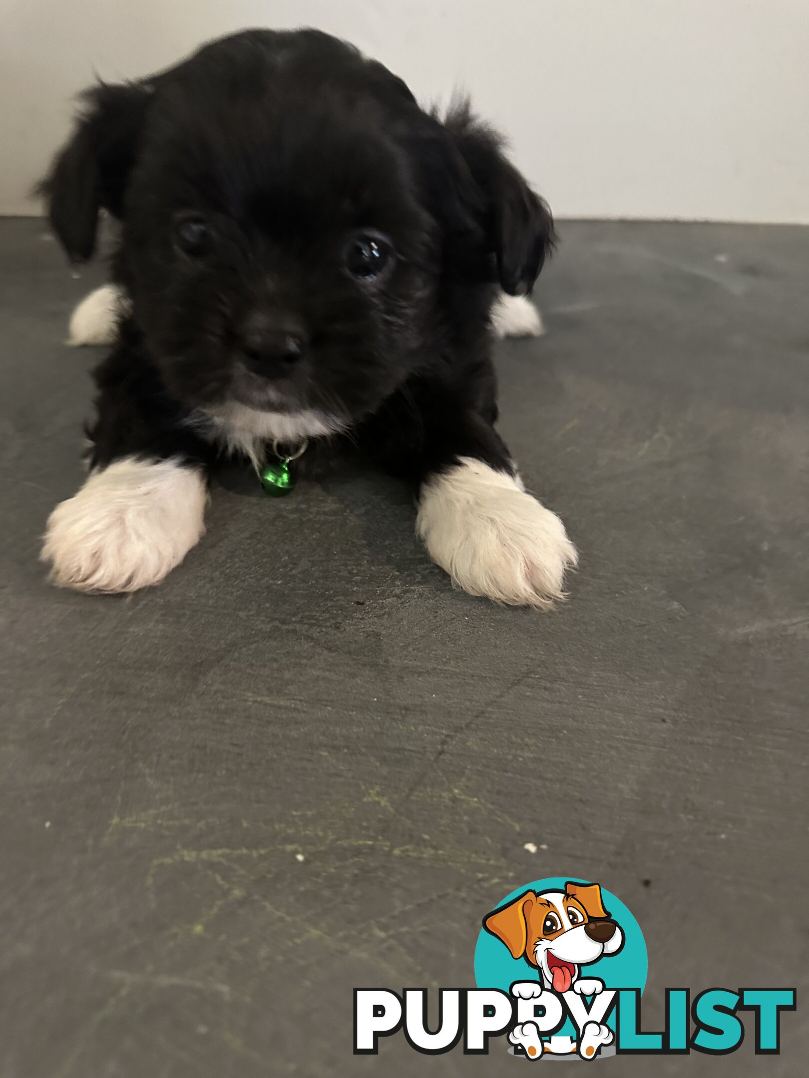Maltese Shihtzu Puppies