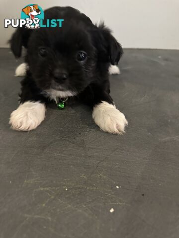 Maltese Shihtzu Puppies