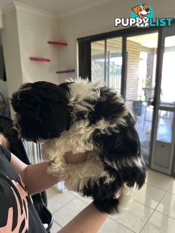 Maltese Shihtzu Puppies