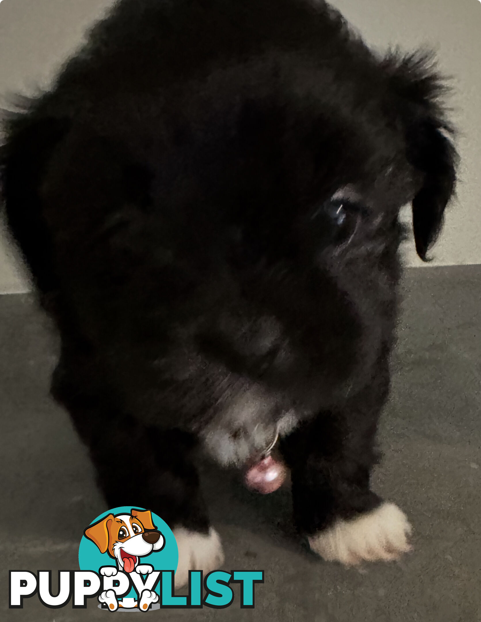 Maltese Shihtzu Puppies
