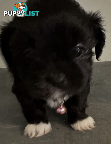Maltese Shihtzu Puppies