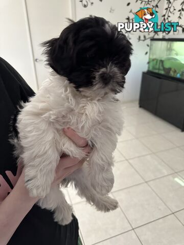 Maltese Shihtzu Puppies