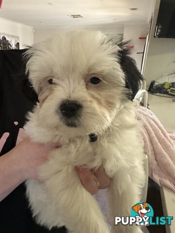Maltese Shihtzu Puppies
