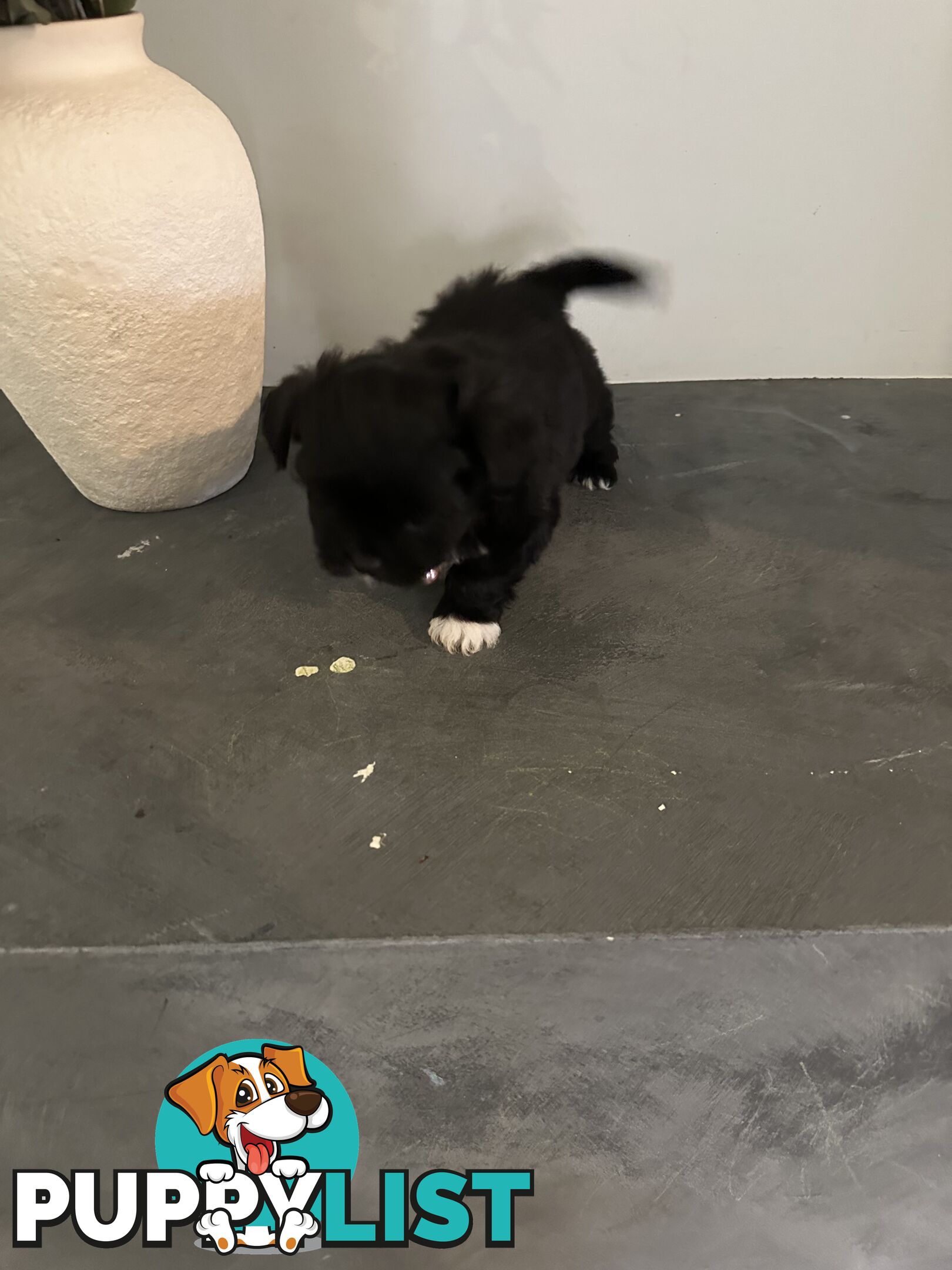 Maltese Shihtzu Puppies