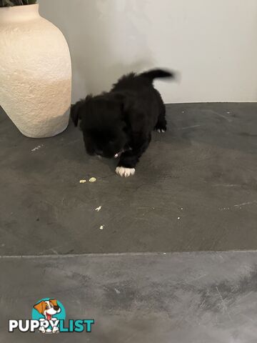 Maltese Shihtzu Puppies
