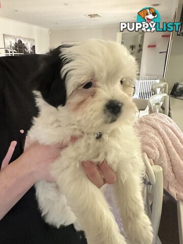 Maltese Shihtzu Puppies